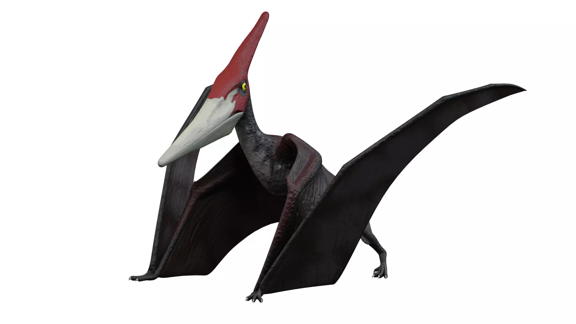 Pteranodon dinosaur with long beak Low-poly 3D model_0
