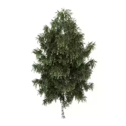 Silver Birch 2 Betula pendula