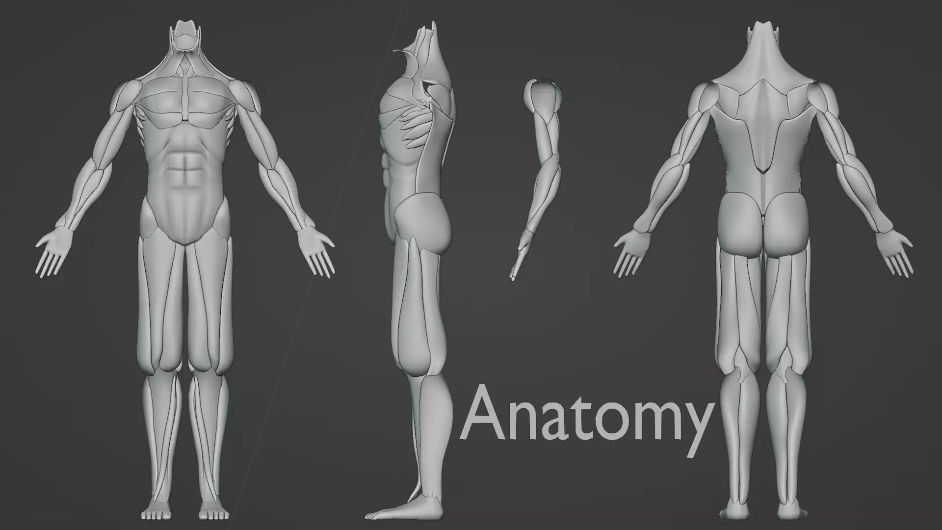 Anatomy of human body 3D model_0