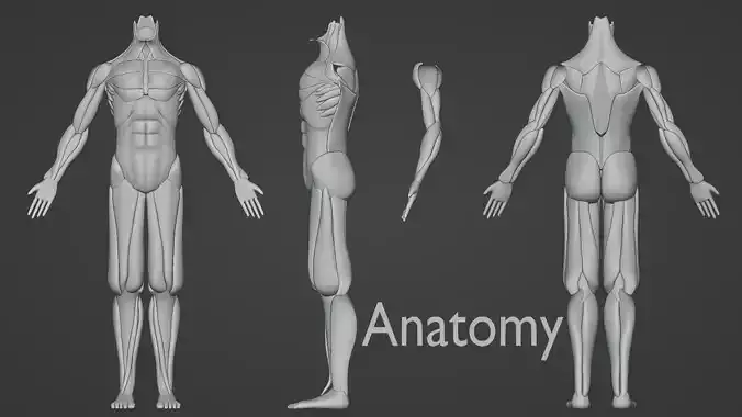 Anatomy of human body 3D model