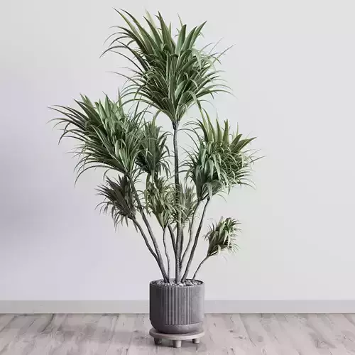 indoor plant 305 pot flame in a dirty concrete pot