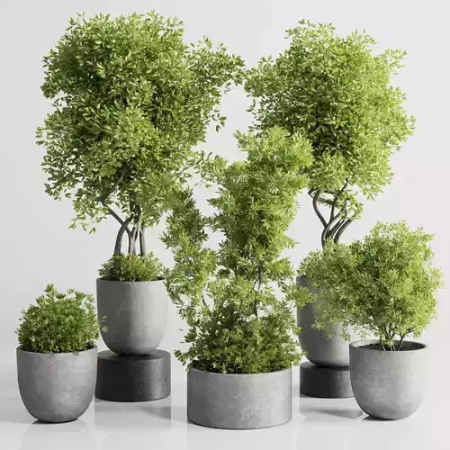 Indoor plant set 303 concrete vase plant tree bush pot
