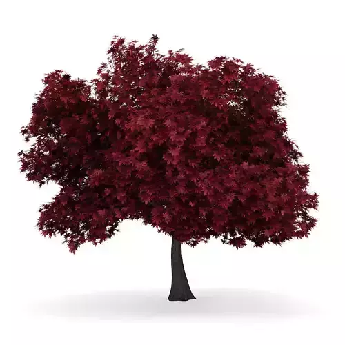 Red Maple 1 Acer rubrum 40127 3D model