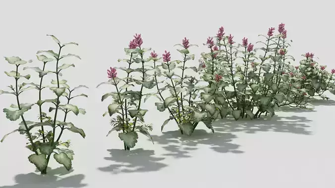 Lamium plant with flowers