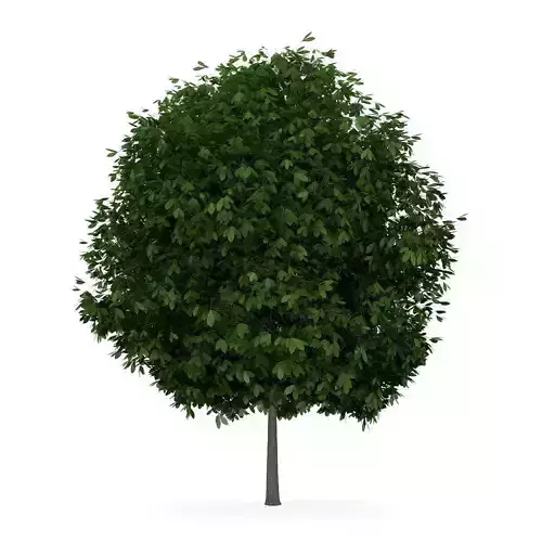 Horse Chestnut 4 Aesculus hippocastanum 3D model
