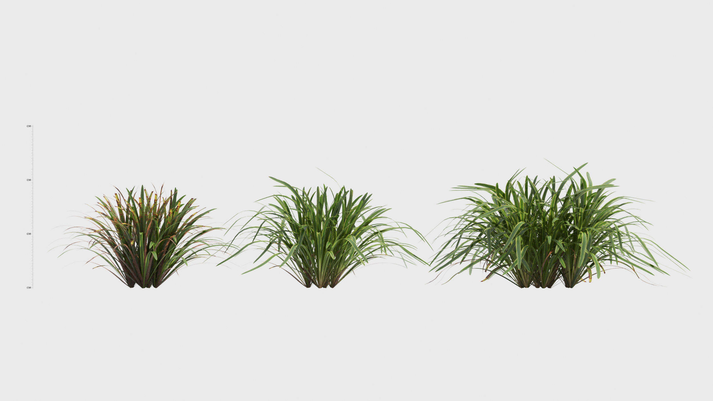 Liriope grass plant 3D model_1