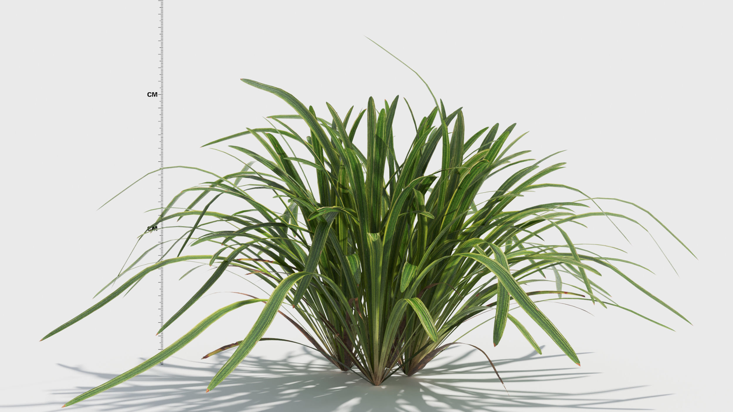 Liriope grass plant 3D model_5