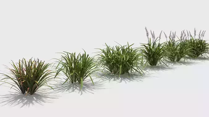 Liriope grass plant