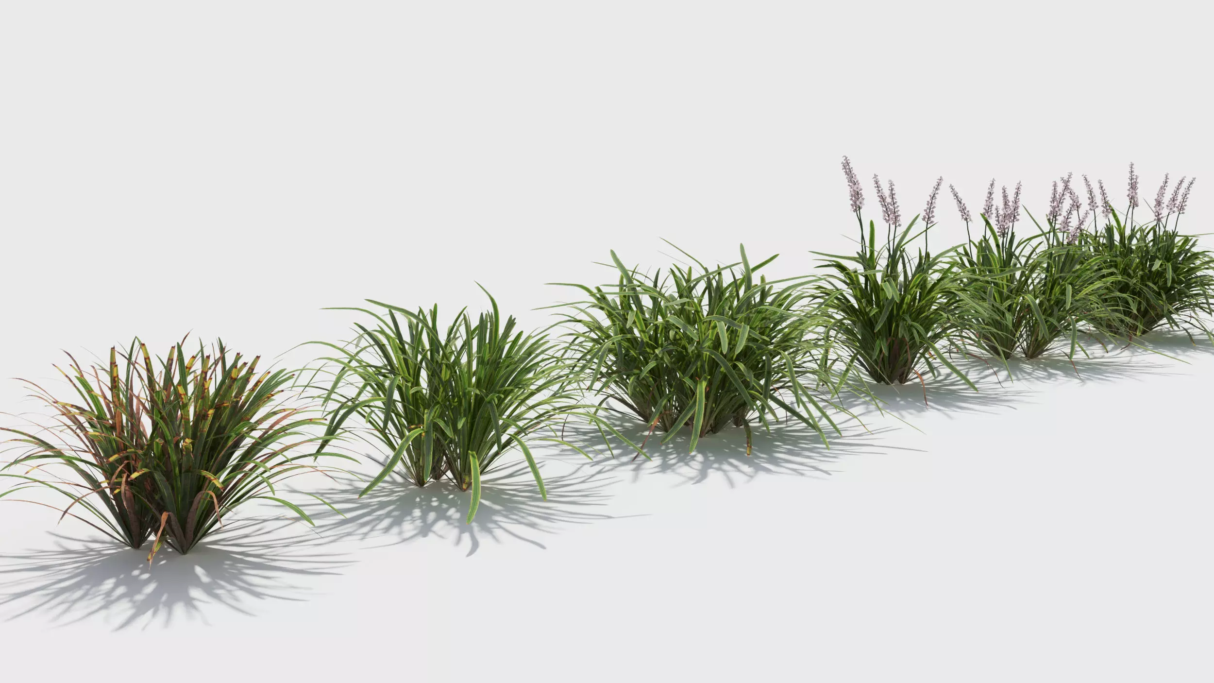 Liriope grass plant 3D model_0