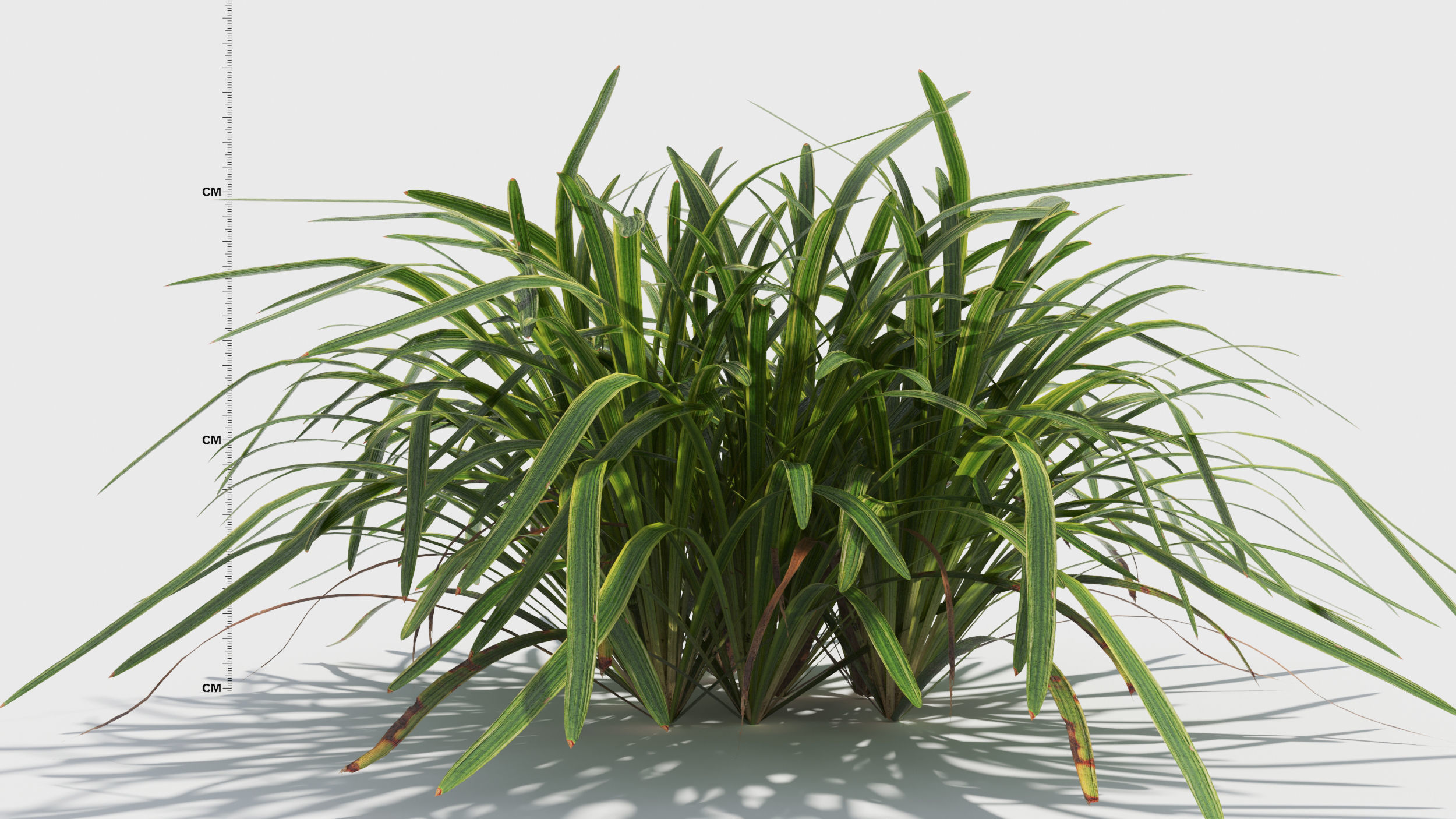 Liriope grass plant 3D model_6