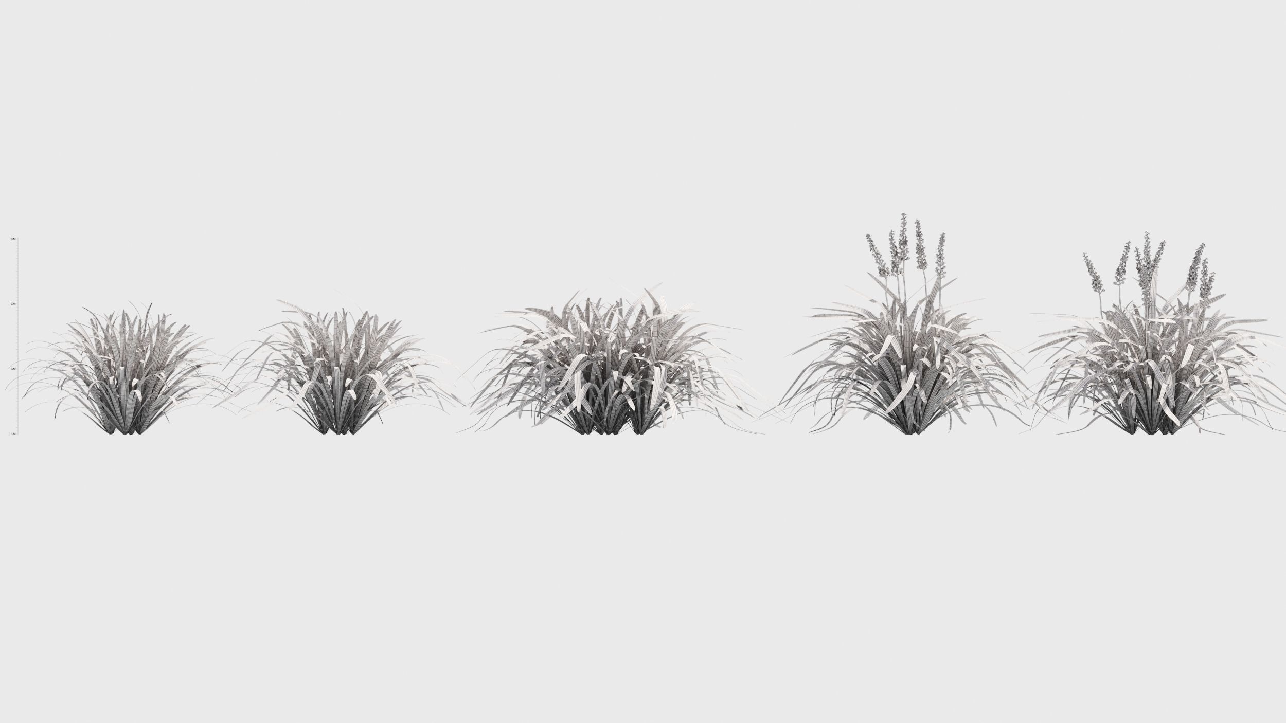 Liriope grass plant 3D model_11