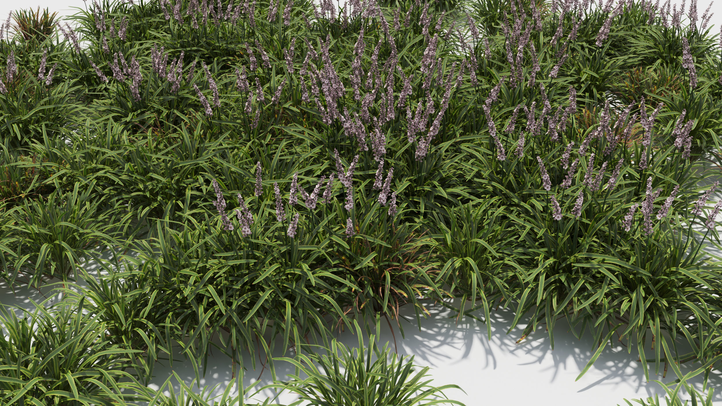 Liriope grass plant 3D model_10