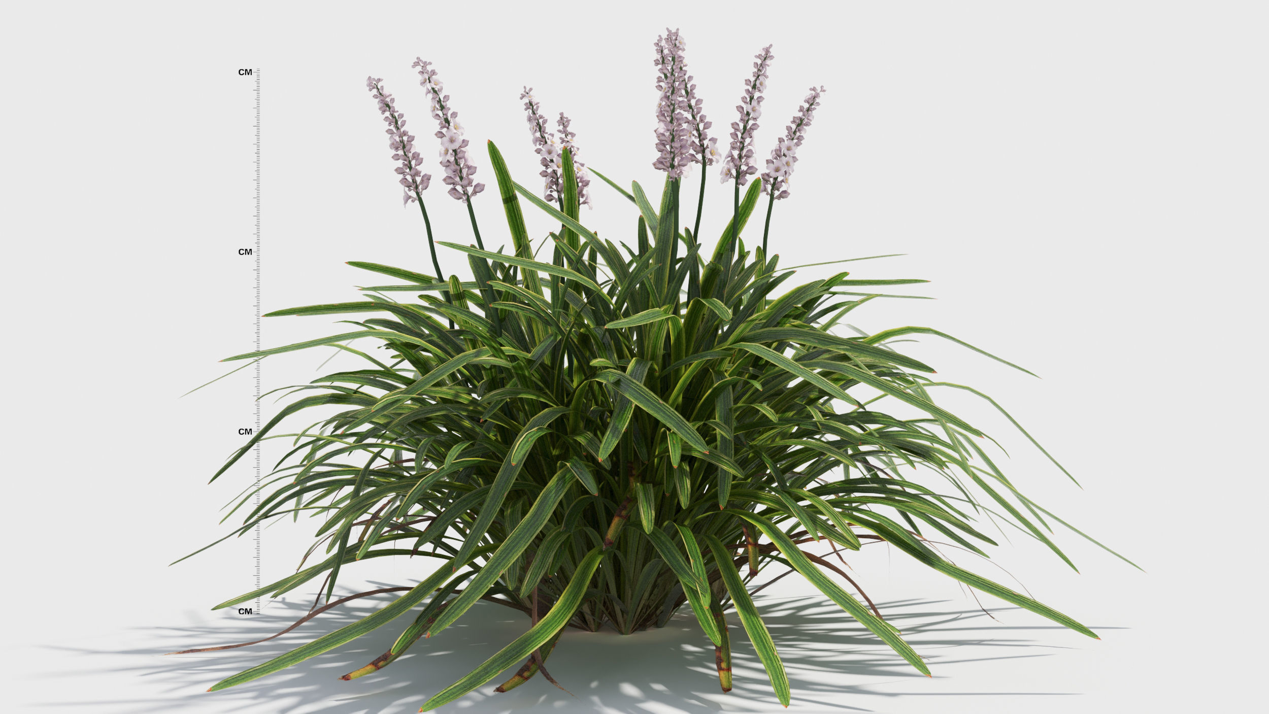 Liriope grass plant 3D model_9