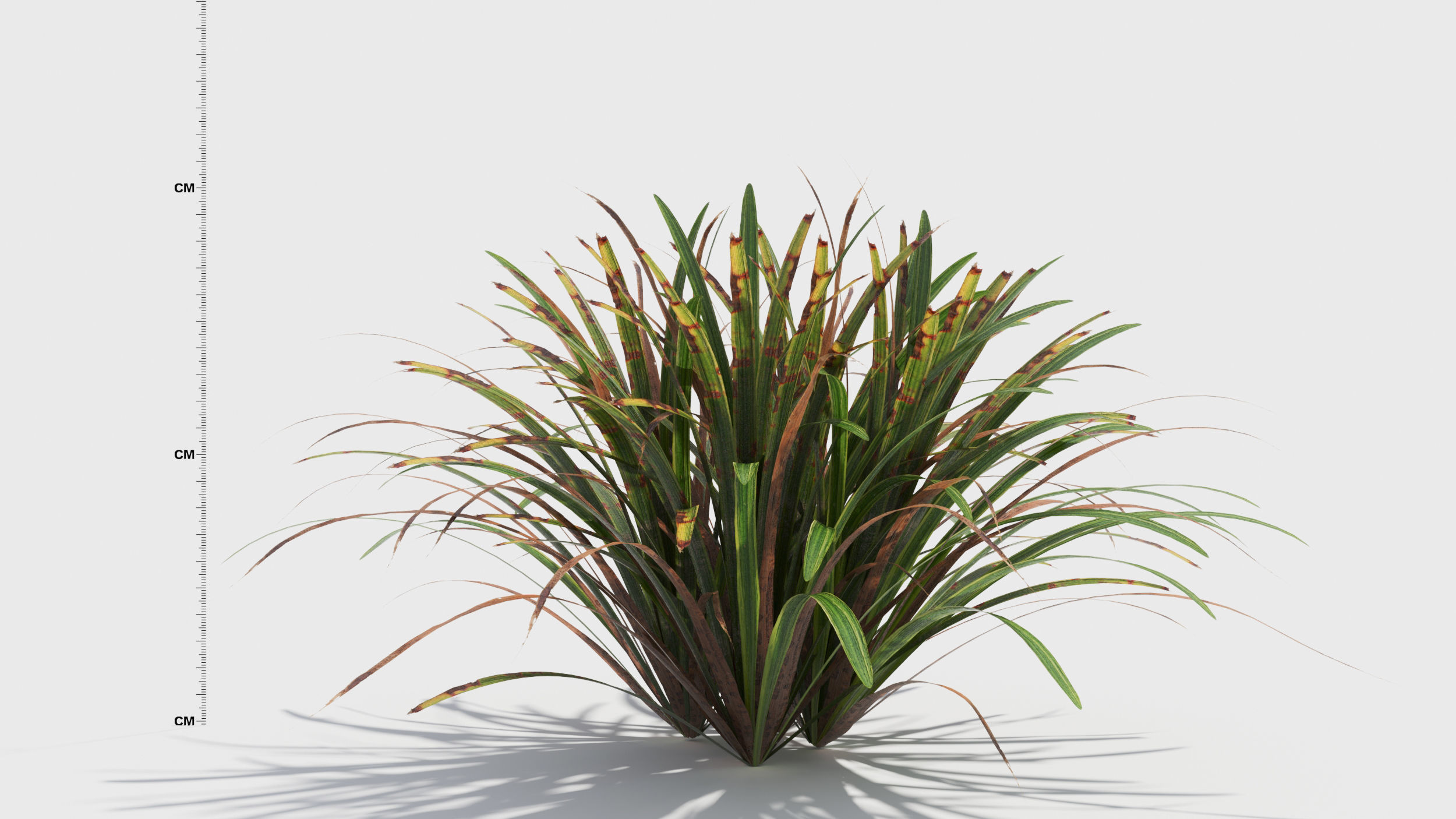 Liriope grass plant 3D model_4