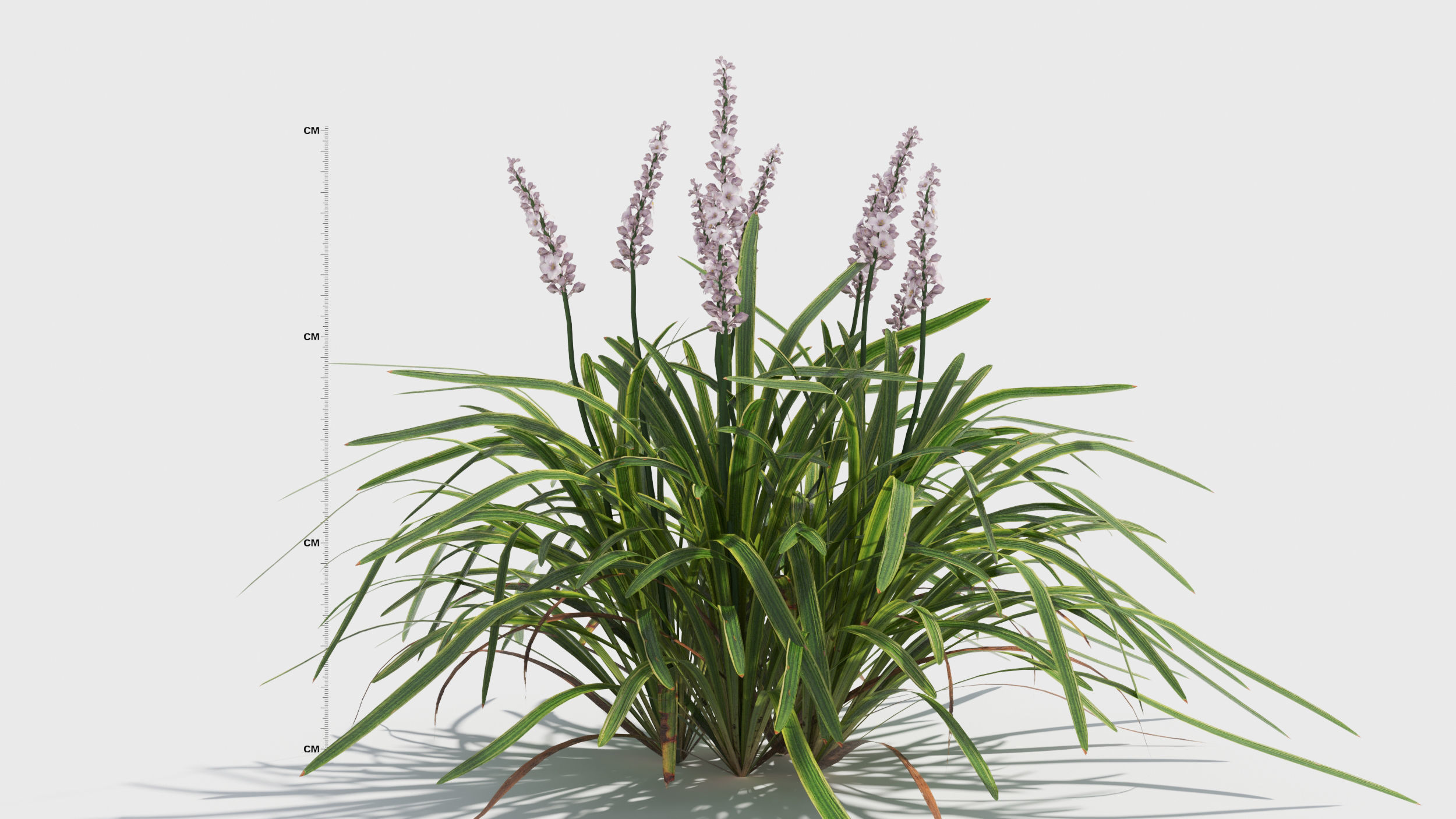 Liriope grass plant 3D model_8