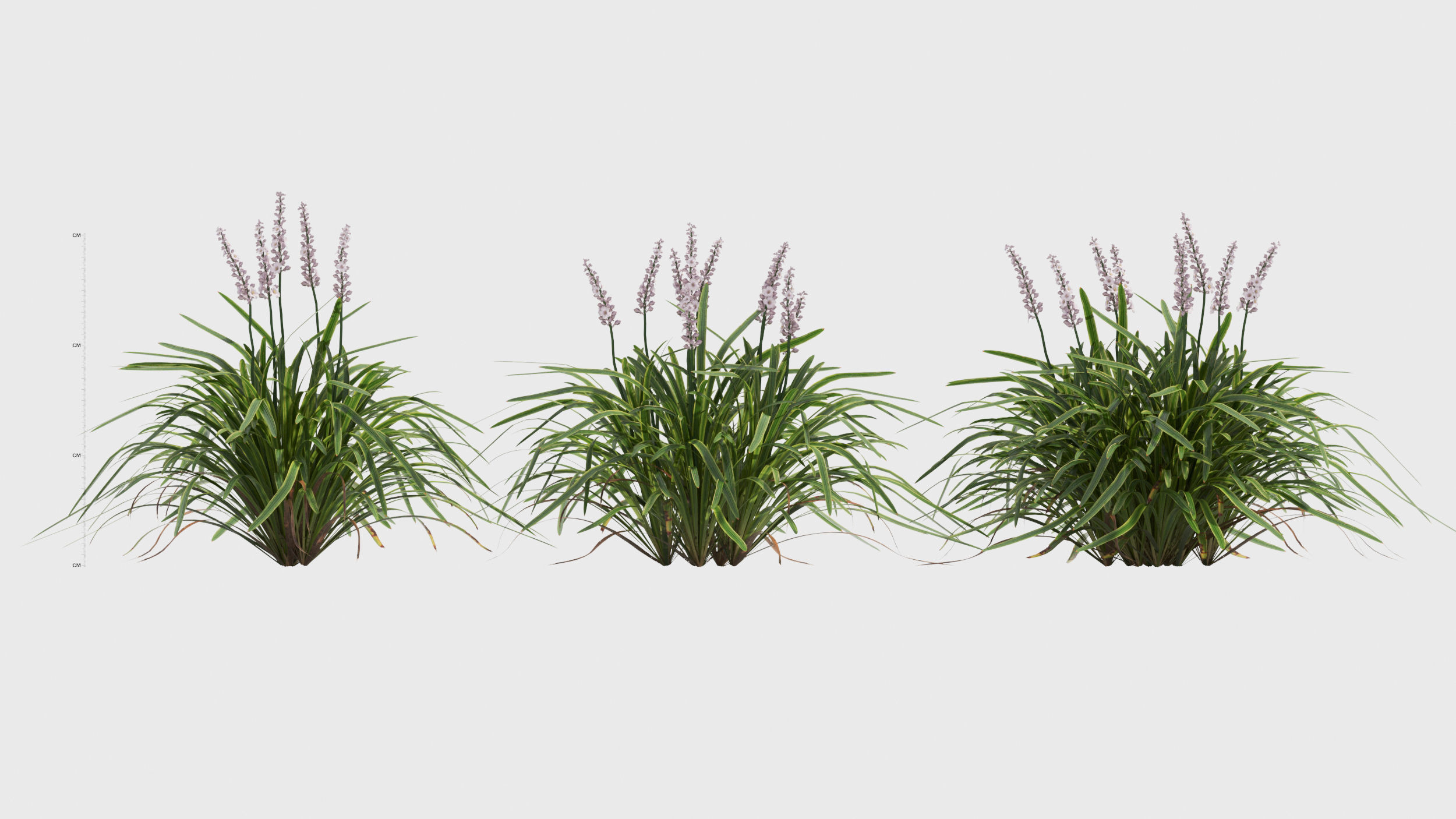 Liriope grass plant 3D model_2