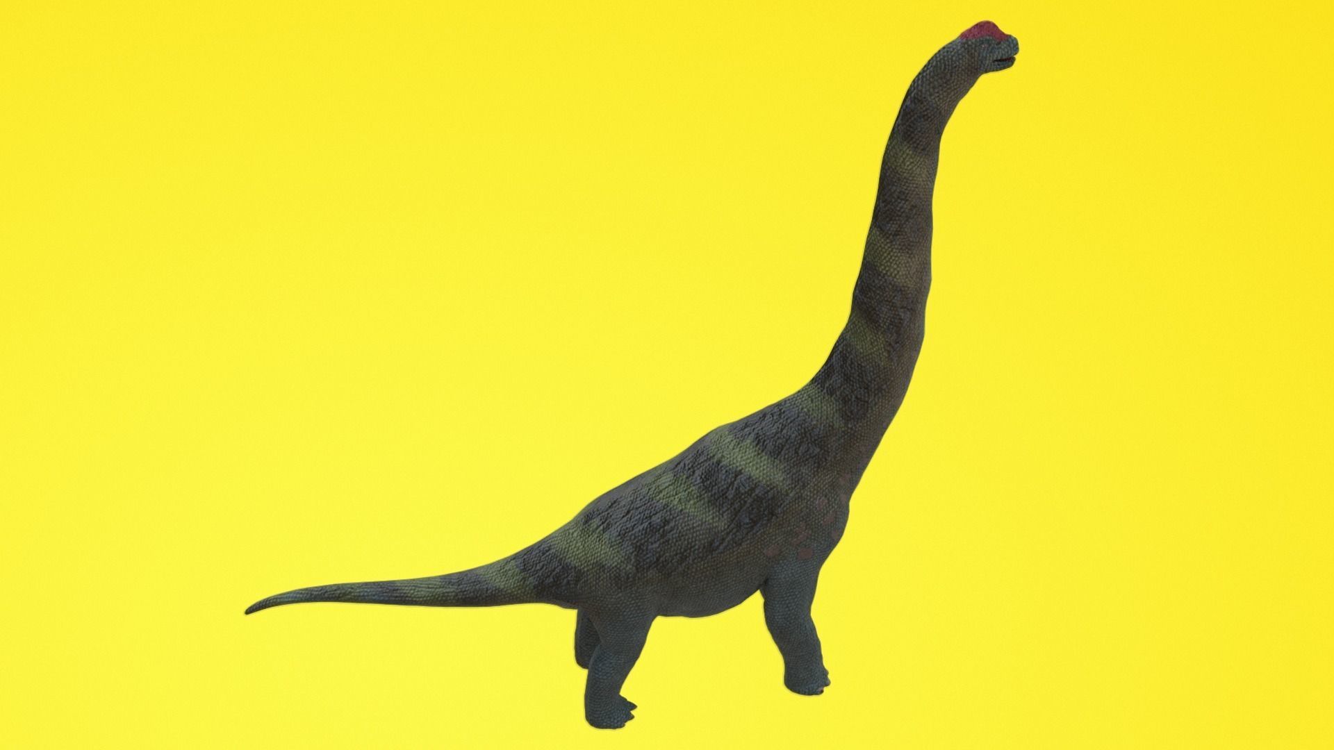 Alamosaurus Dinosaur Low-poly 3D model_6