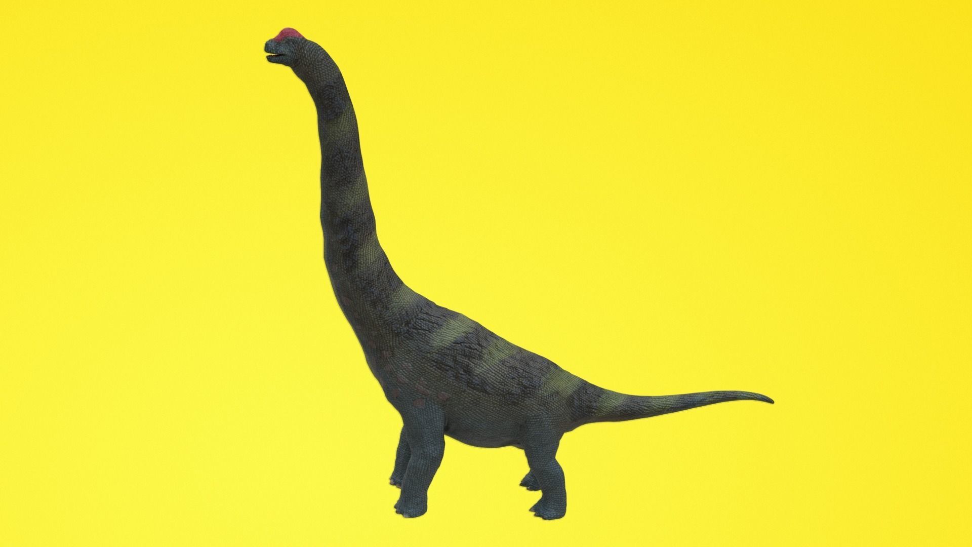 Alamosaurus Dinosaur Low-poly 3D model_2