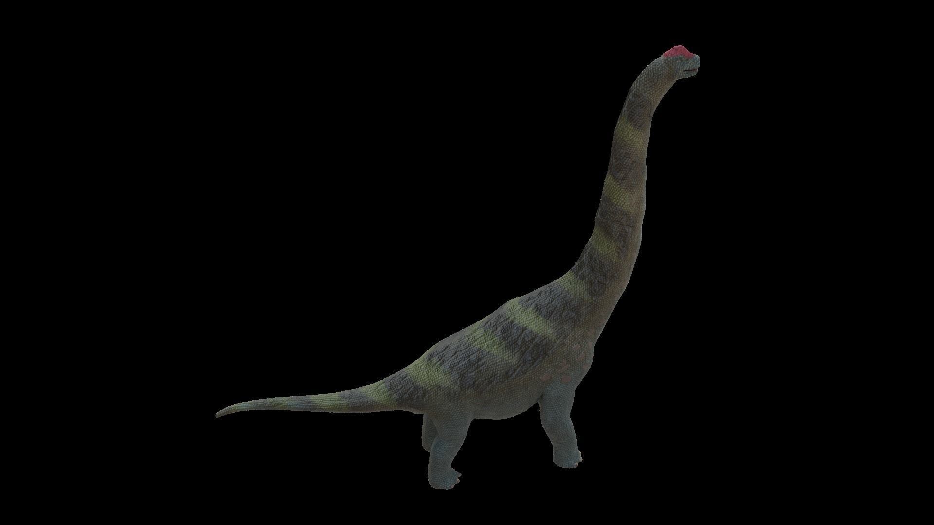Alamosaurus Dinosaur Low-poly 3D model_7