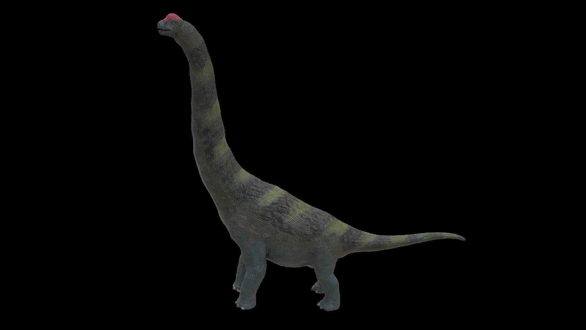 Alamosaurus Dinosaur Low-poly 3D model_3