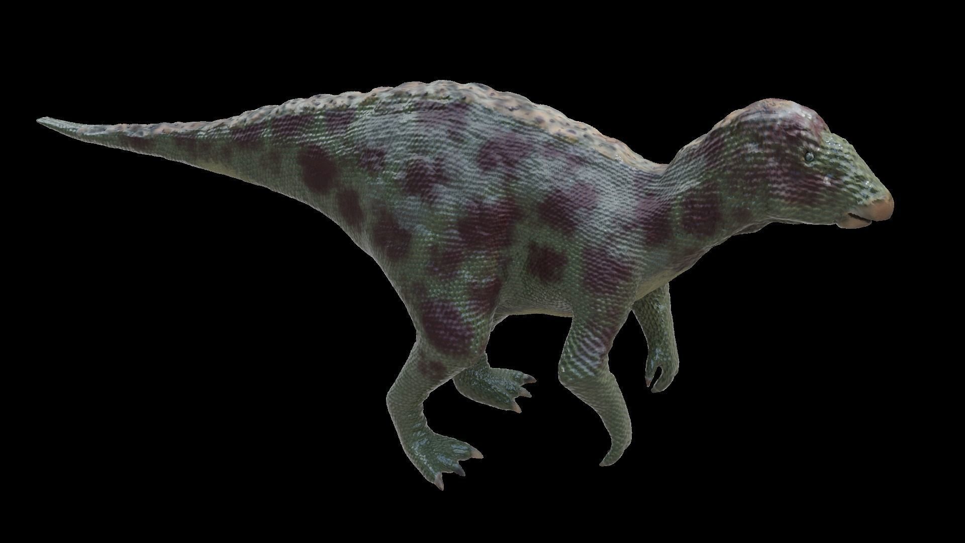 Iguanodon Dinosaur Low-poly 3D model_7