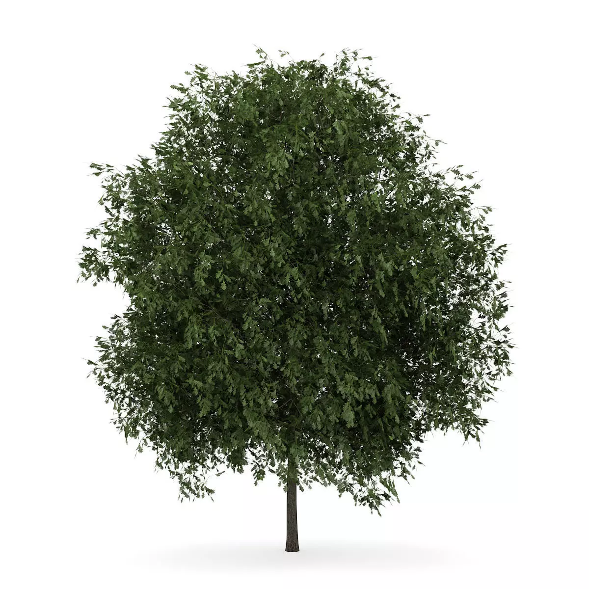 English Oak 3 Quercus robur 3D model_0