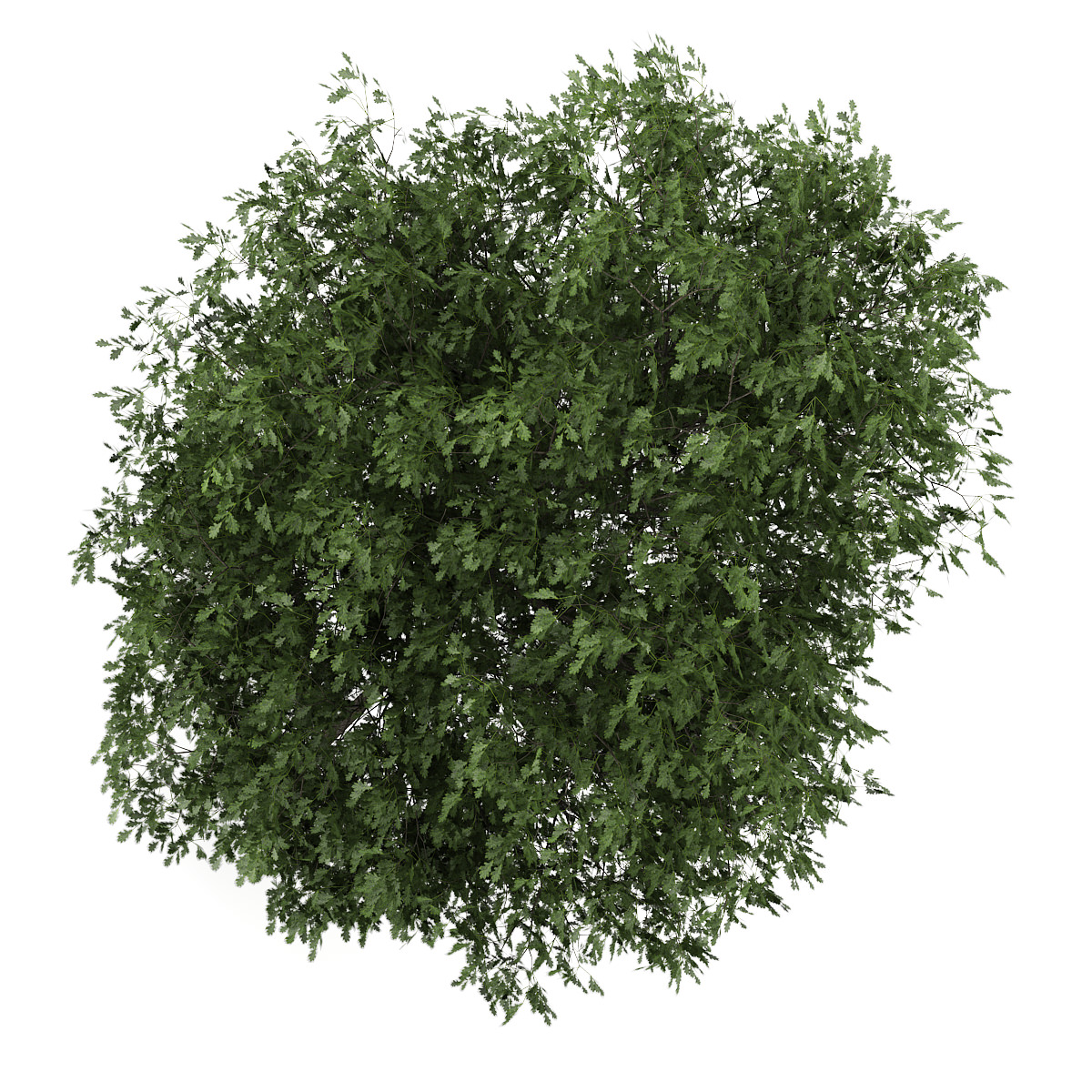 English Oak 3 Quercus robur 3D model_1