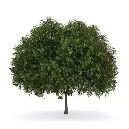 Small-leaved Lime 5 Tilia cordata 3D model