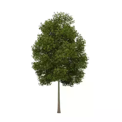 White Ash 2 Fraxinus americana