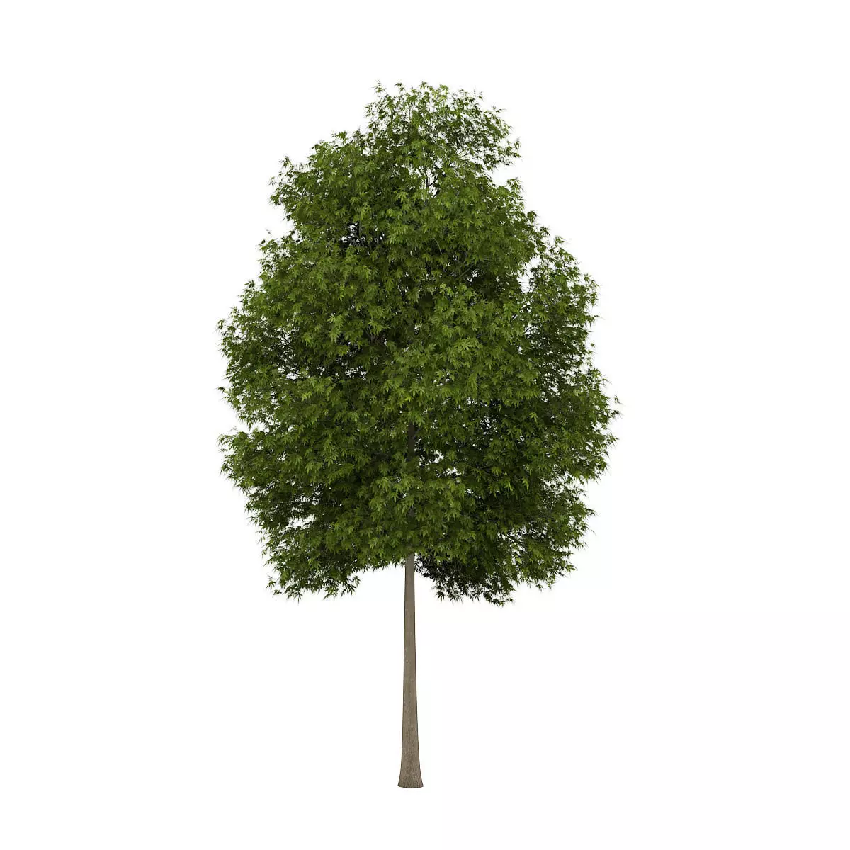 White Ash 2 Fraxinus americana 3D model_0