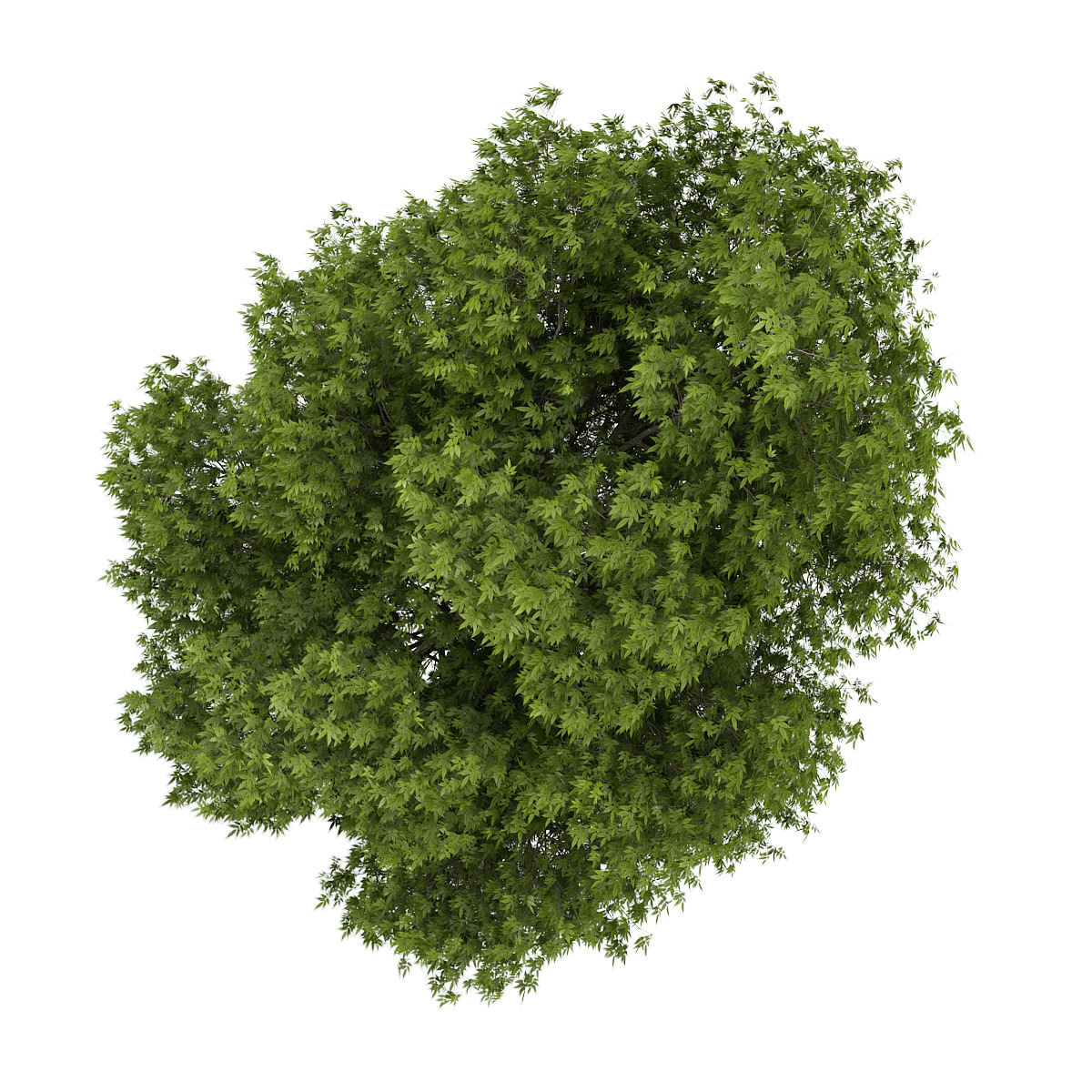 White Ash 2 Fraxinus americana 3D model_1