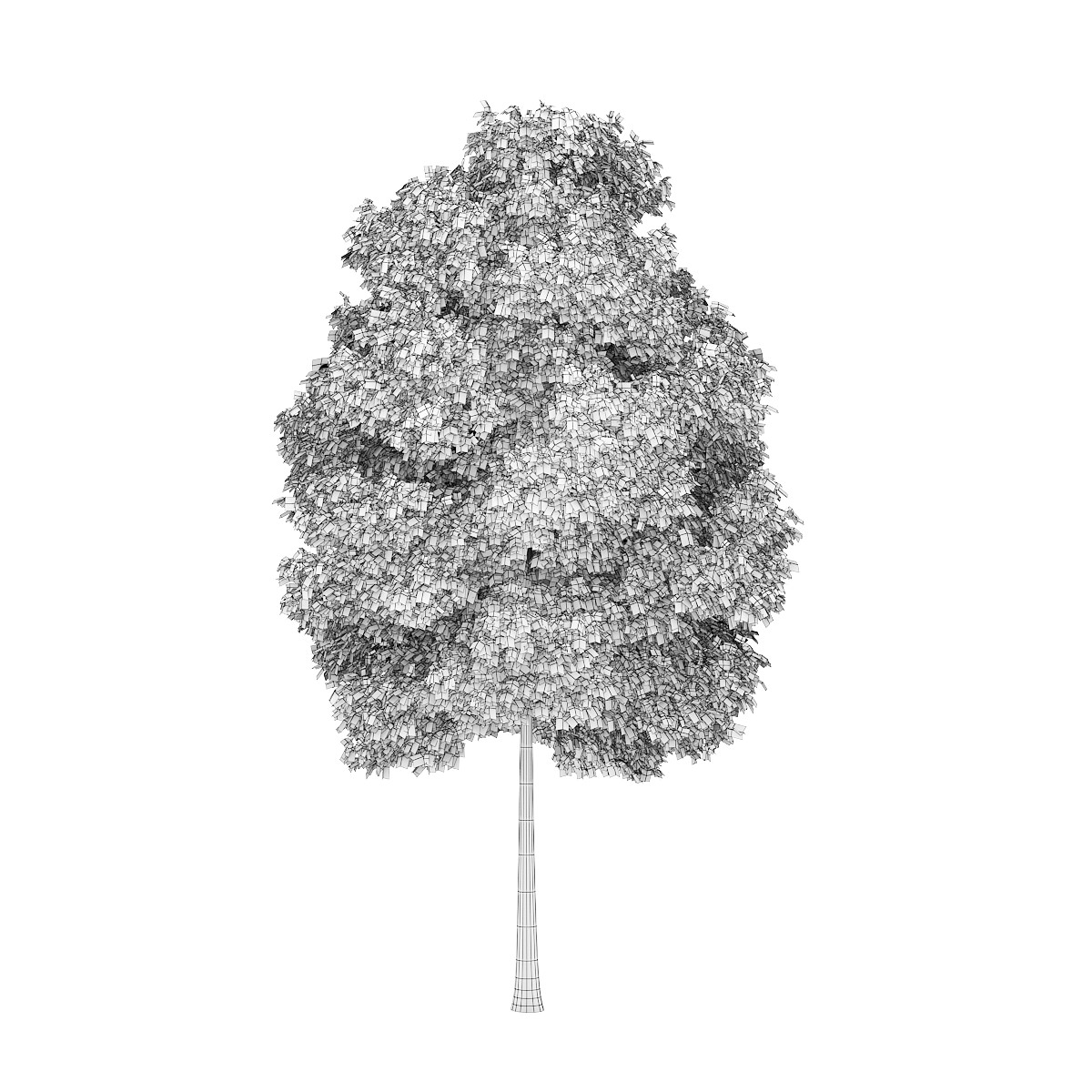 White Ash 2 Fraxinus americana 3D model_3