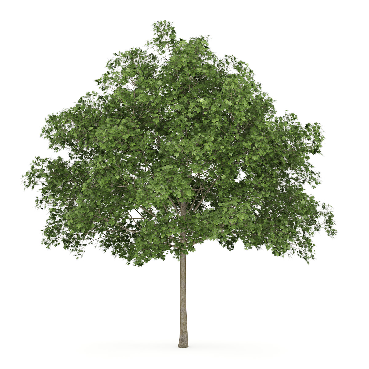 common_maple_1_acer_campestre_3d_model_c4d_9cb2d32e f755 44b8 859f 729d4c9d3fdf