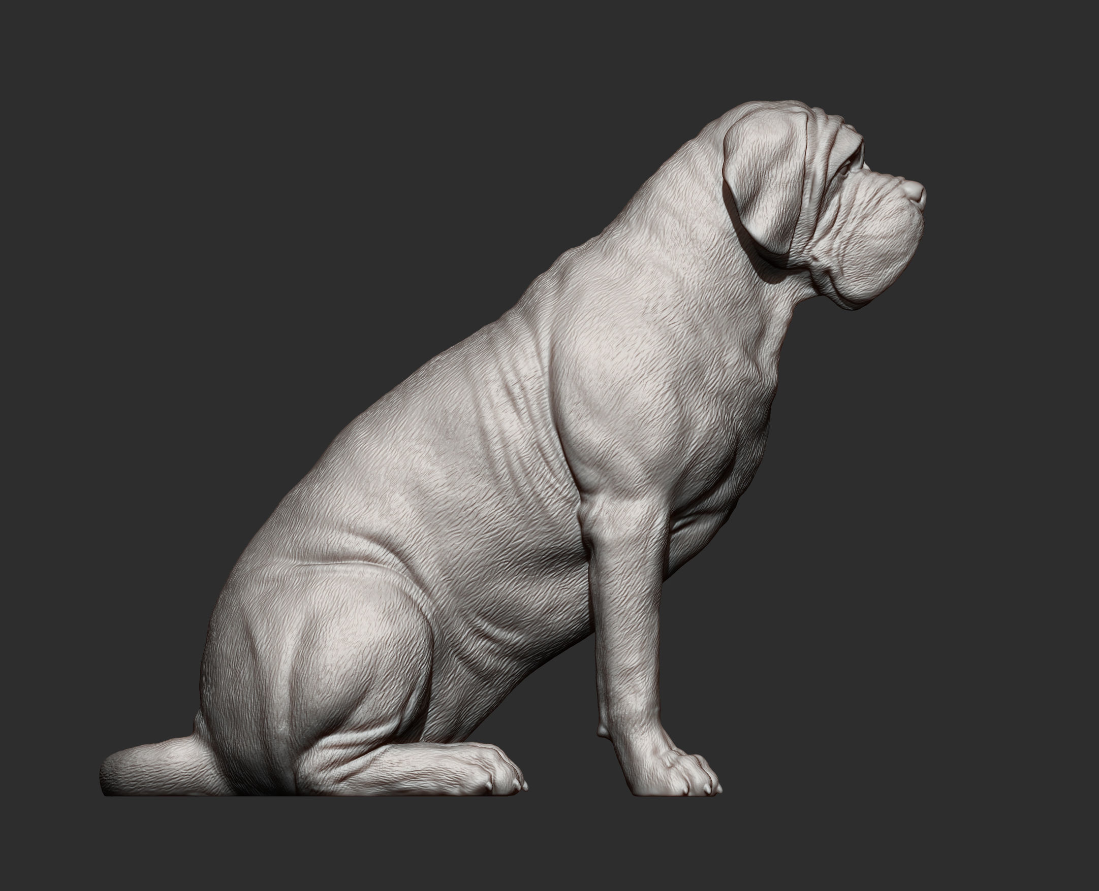 Mastiff dog 3D print model_10