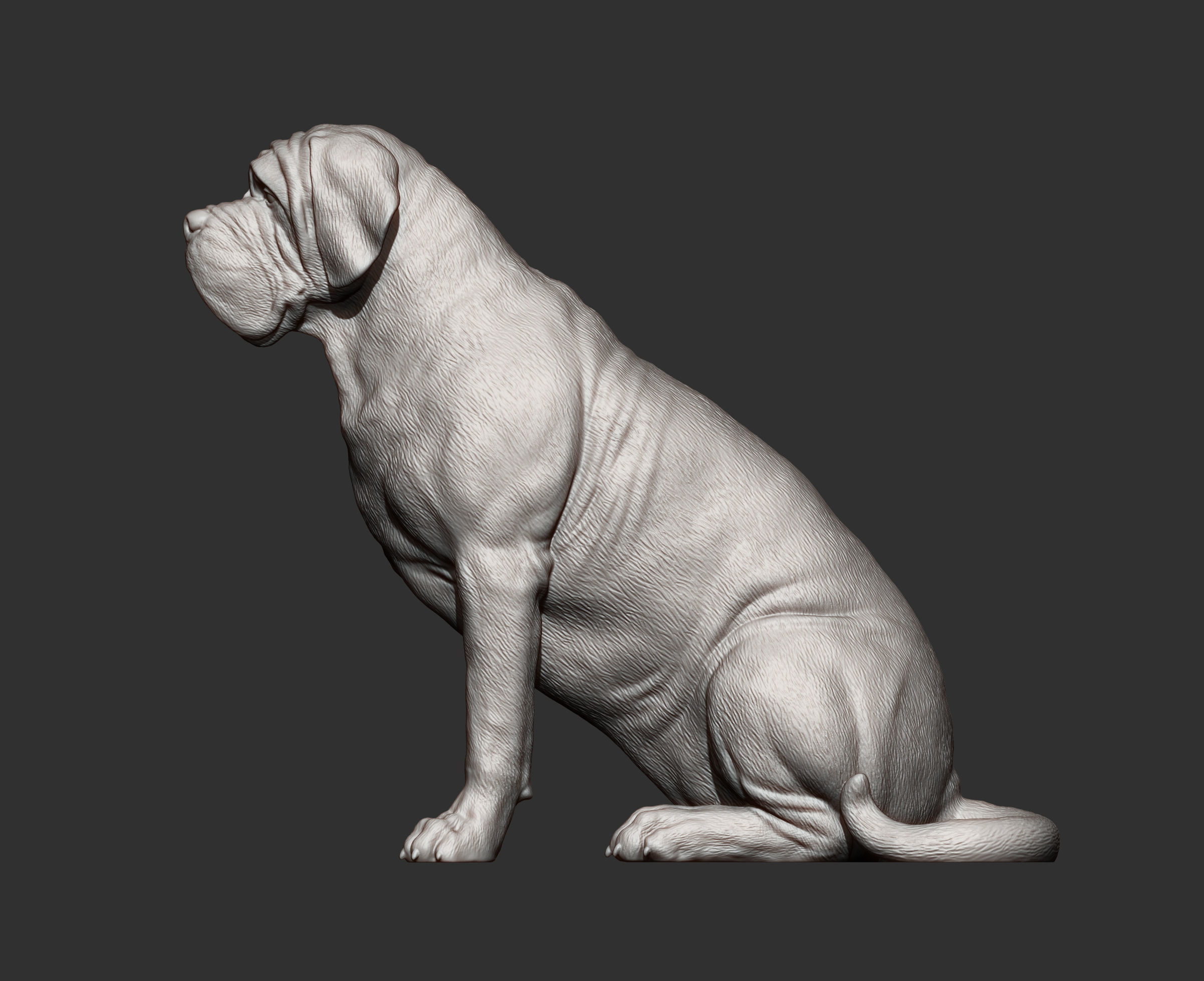 Mastiff dog 3D print model_11