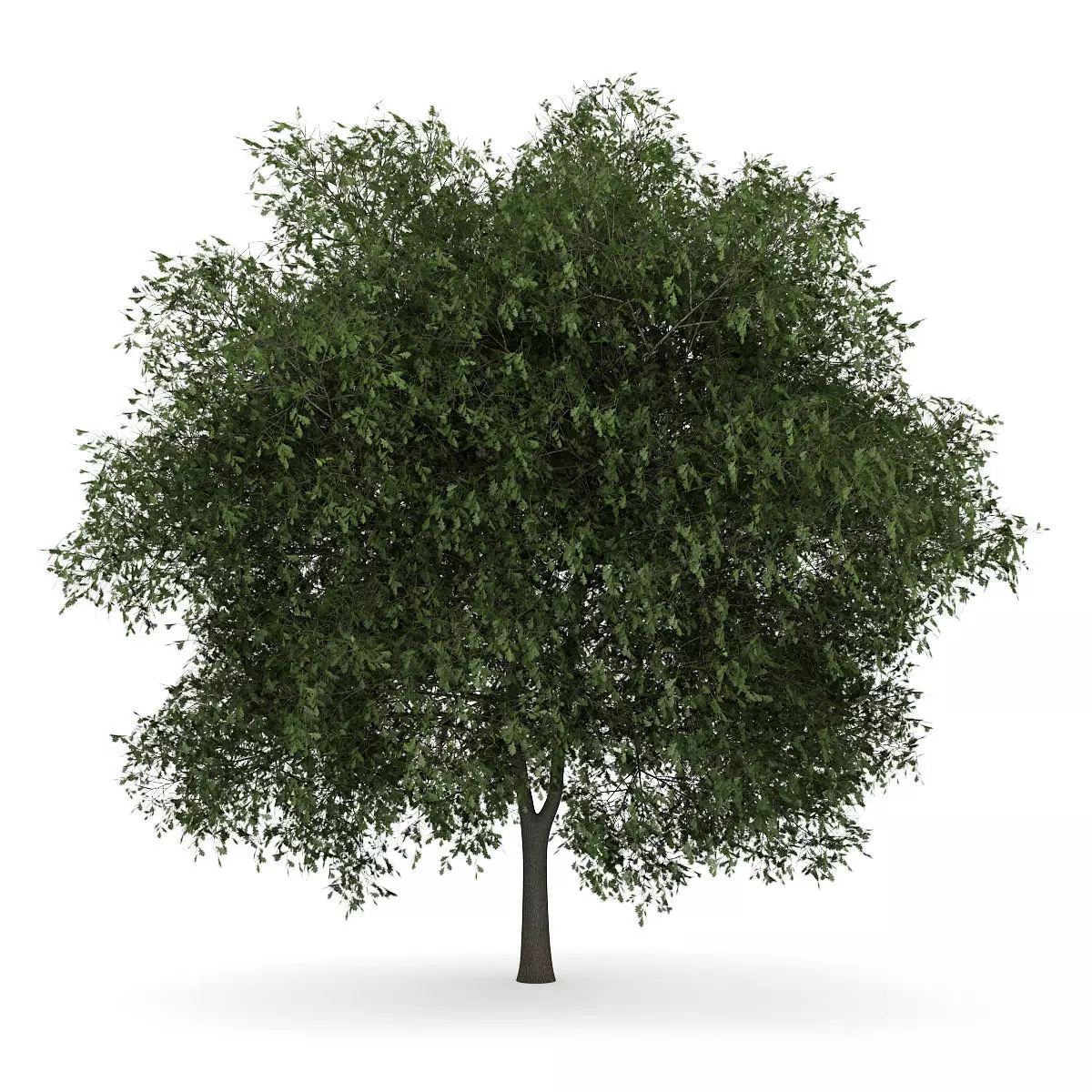 English Oak 2 Quercus robur 3D model_0