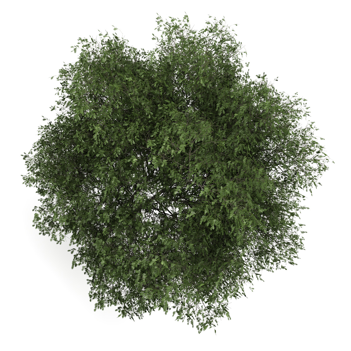 English Oak 2 Quercus robur 3D model_1