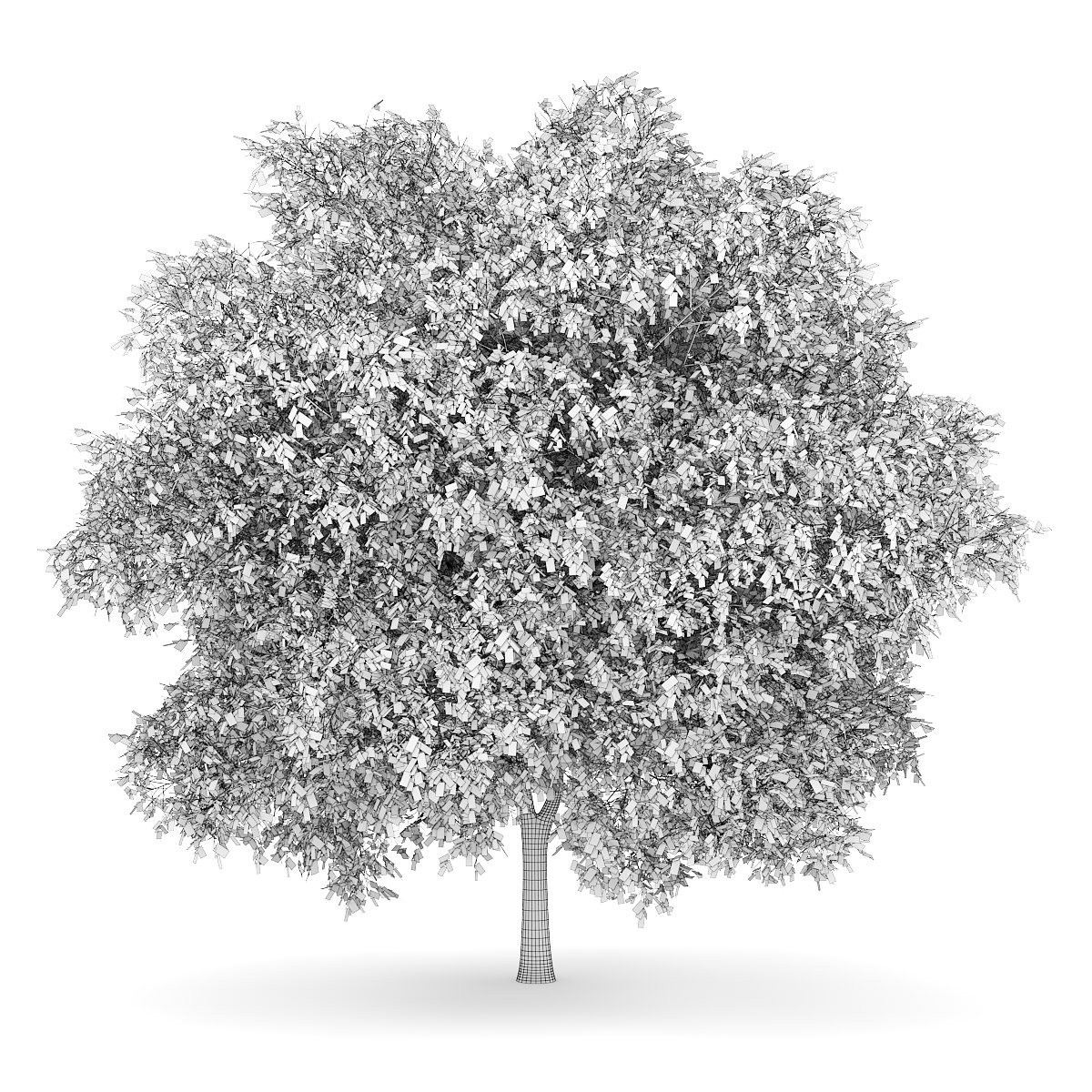 English Oak 2 Quercus robur 3D model_3