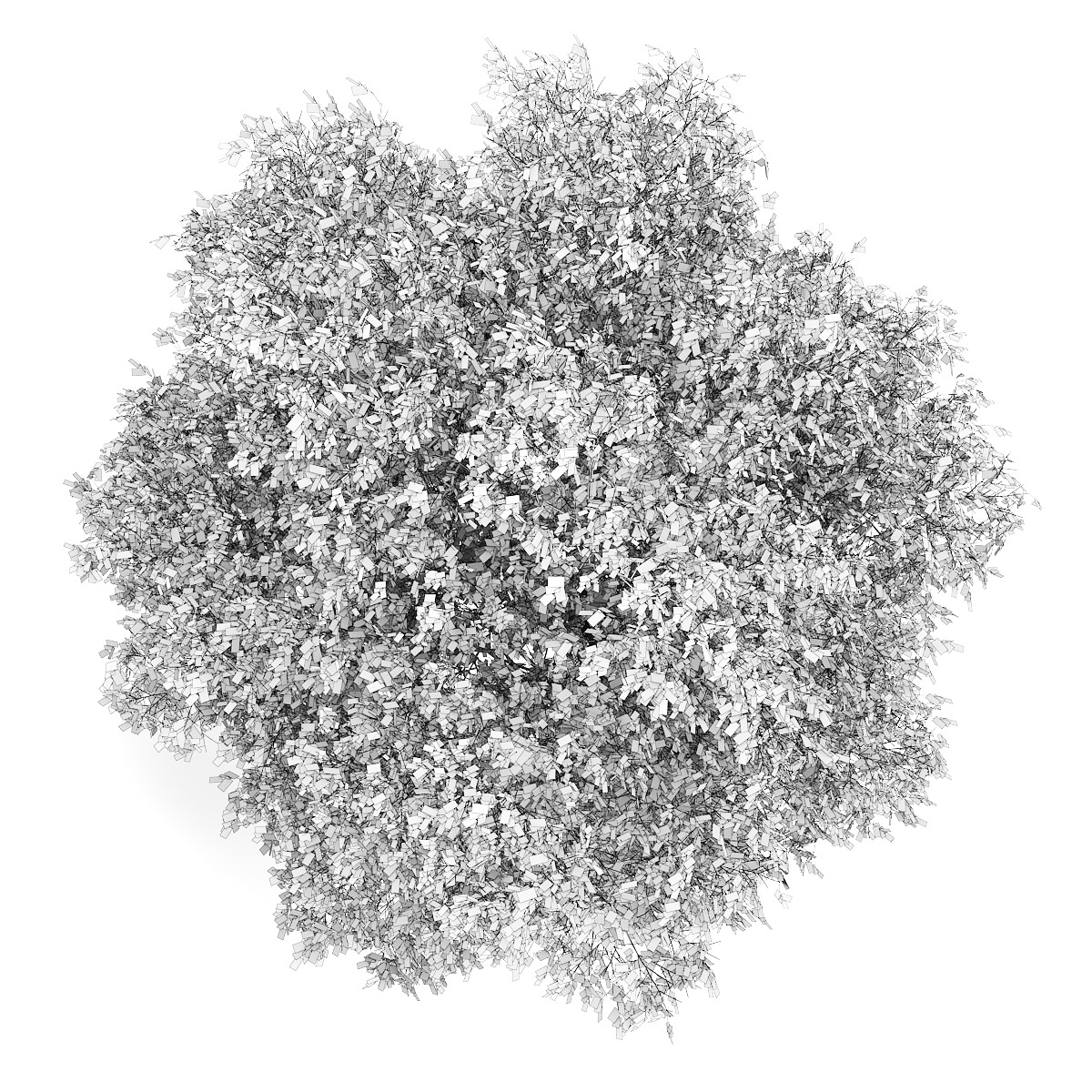 English Oak 2 Quercus robur 3D model_2