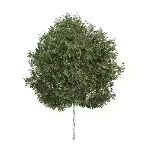 Silver Birch 1 Betula pendula