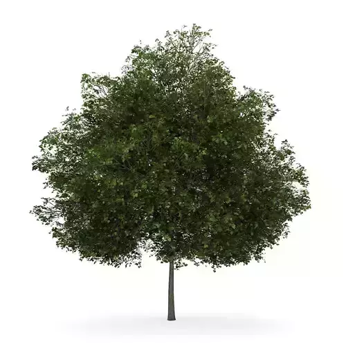 Small-leaved Lime 3 Tilia cordata 3D model