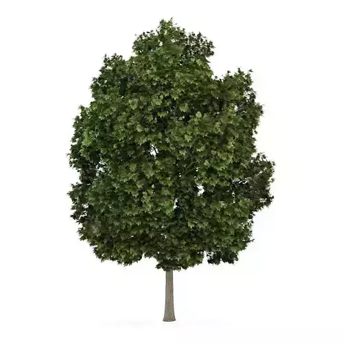 Common Maple 2 Acer campestre