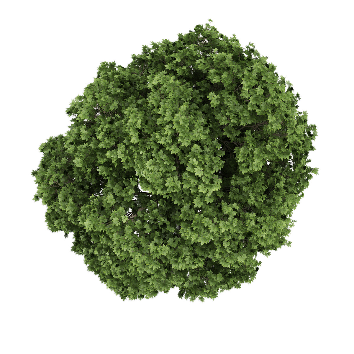 Common Maple 2 Acer campestre 3D model_1