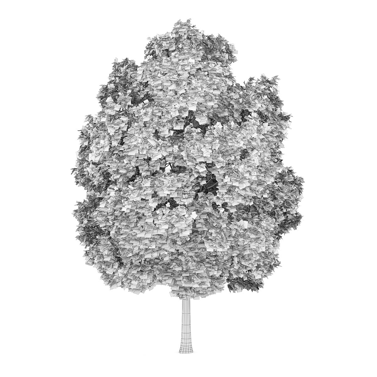 Common Maple 2 Acer campestre 3D model_3