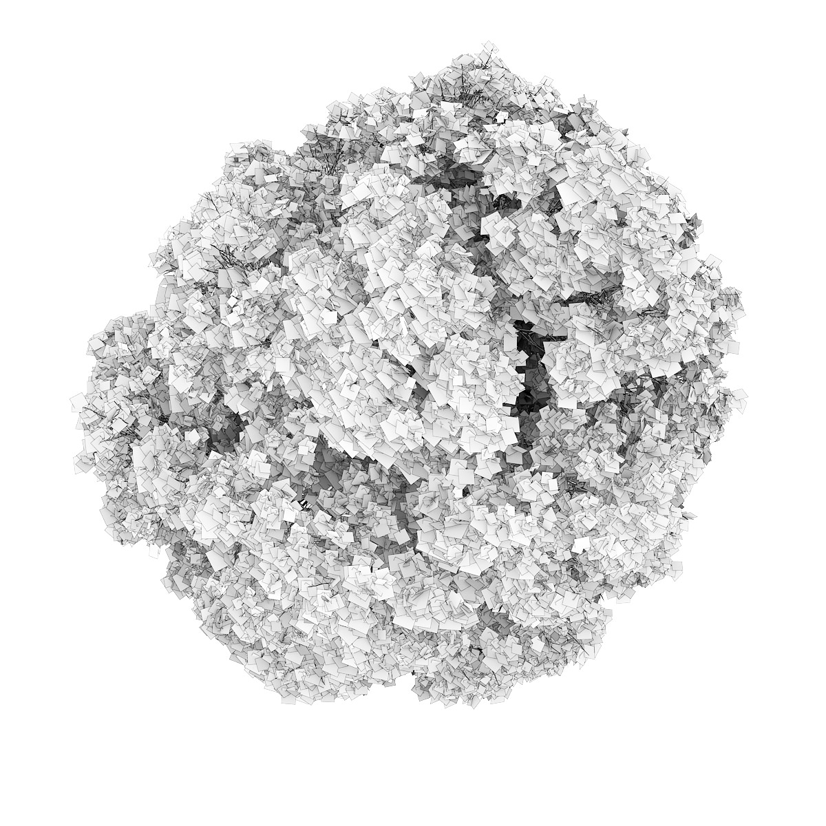 Common Maple 2 Acer campestre 3D model_2