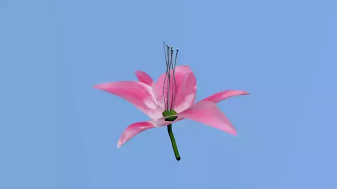 low poly flowers  parte 2 Low-poly 3D model