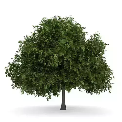 Small-leaved Lime 4 Tilia cordata 3D model