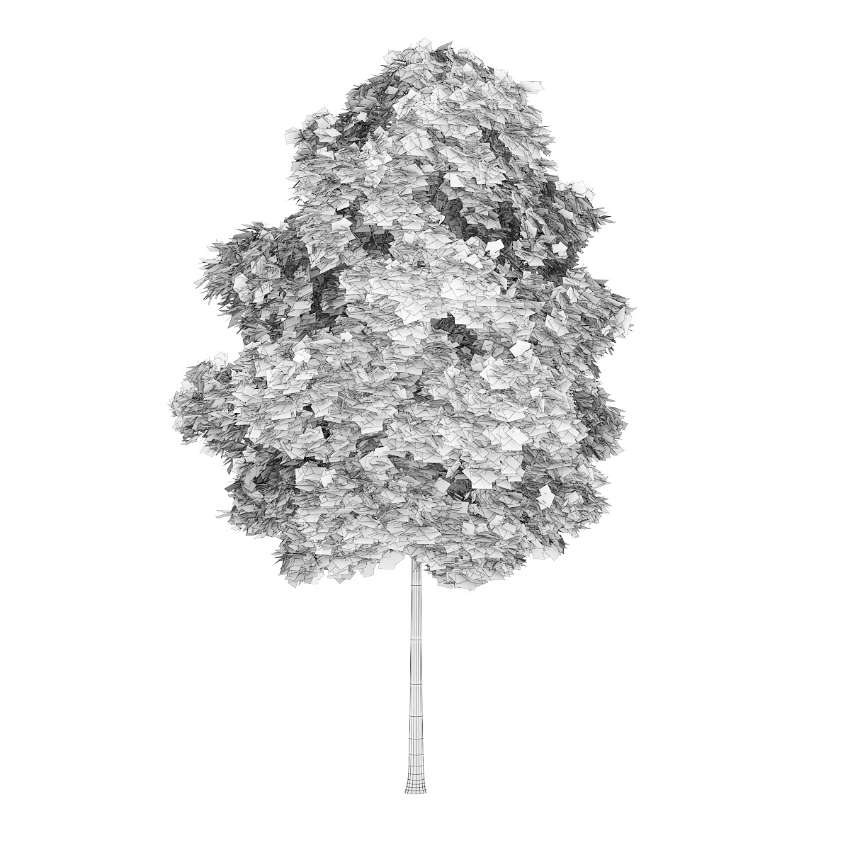 Common Maple 3 Acer campestre 3D model_2