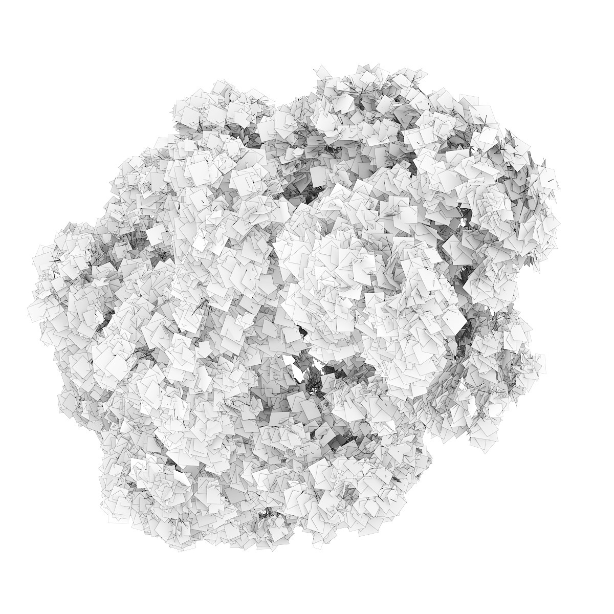 Common Maple 3 Acer campestre 3D model_3