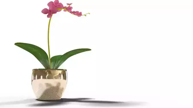 orchid flower on the pot